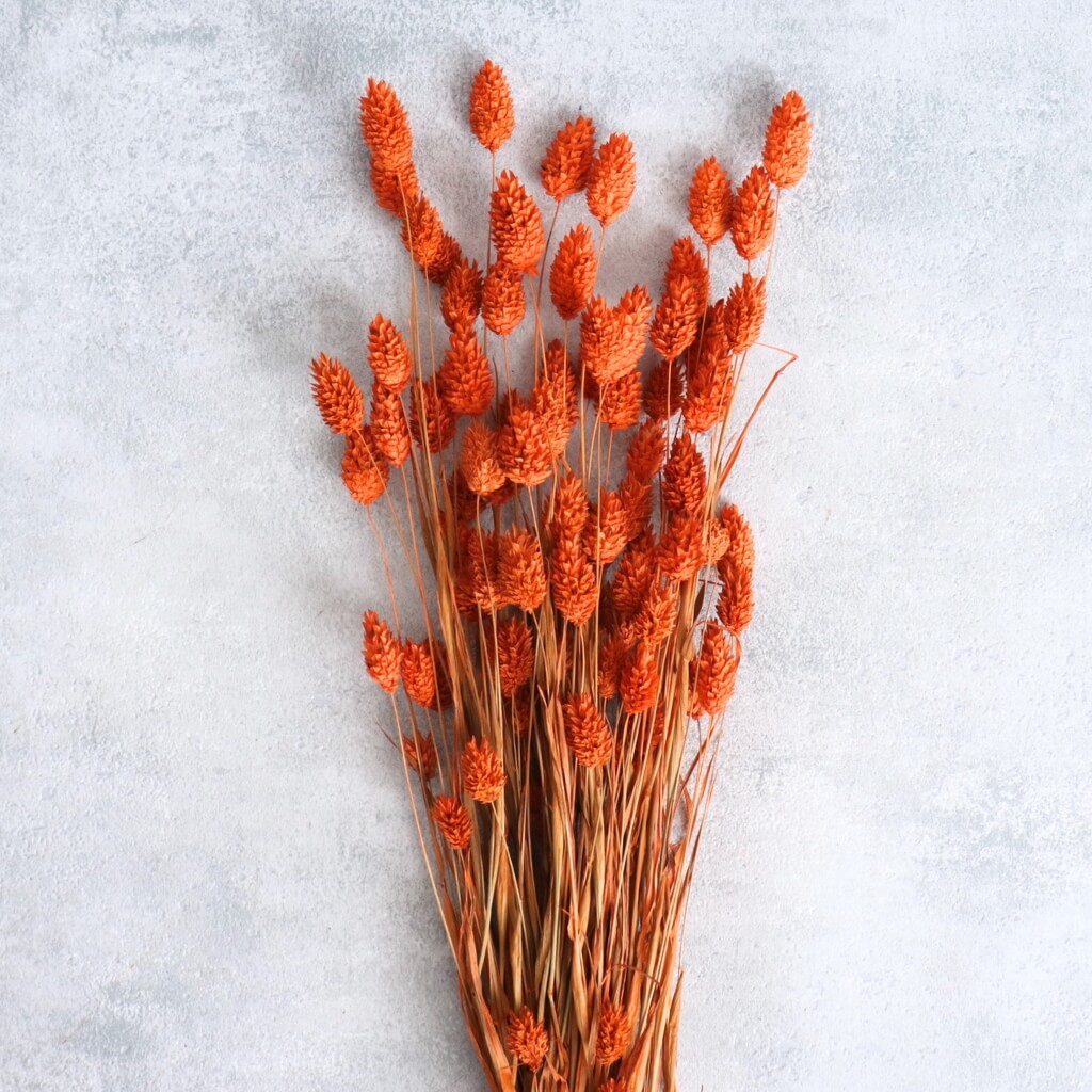 Sušený Phalaris v oranžové barvě – dekorativní tráva pro interiérové a sezónní aranžmá